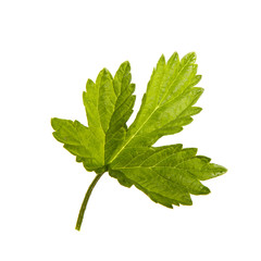 hop leaves on isolated background