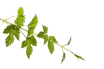 branch of hops on isolated background