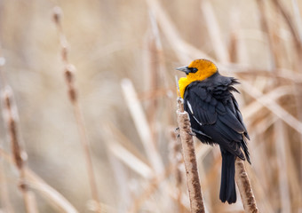 Yellow Headed Blackbird
