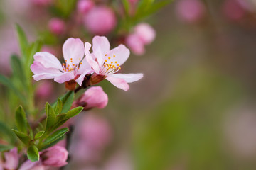 branch of cherry blossoms with beautiful pink delicate flowers and buds