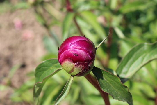 Bright-pink Peony Bud