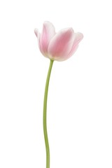Pink tulip on white