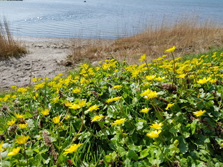 Wiesenschaumkraut