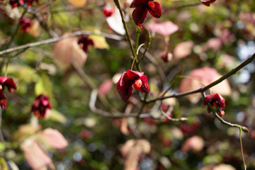 Fototapeta premium Summer Blossoms