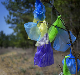 many multicolored plastic bags hanging on a pine branch
