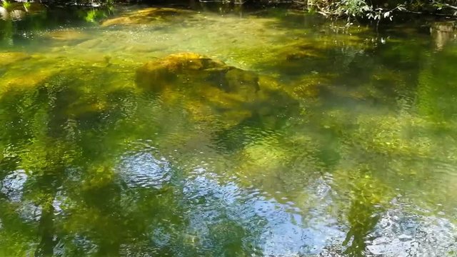 &Aacute;guas calmas e transparentes na floresta