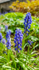 small blue cottage flowers