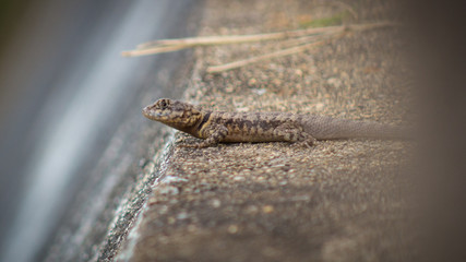 little lizard on a wall