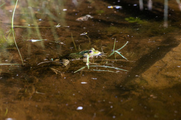 Frosch im Teich