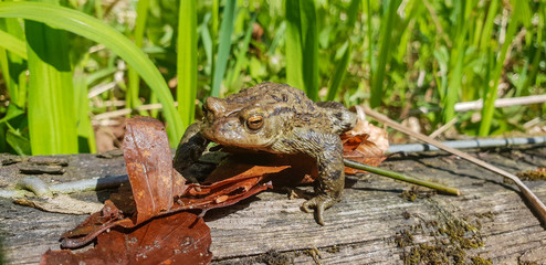 toad