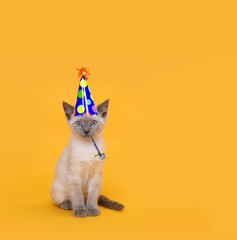 Fototapeta premium Wytnij kot syjamski Party na sobie kapelusz urodziny