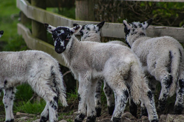 spring lamb