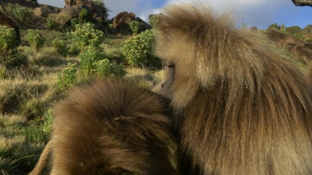 Gelada baboons checking each other for fleas, gimbal shot move

They have a bright red breast why they are also called " bleeding hearts monkey", are solely vegetarian and very social. 