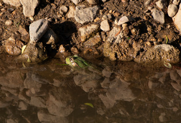 Frosch im Teich