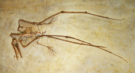 Pterosaur bones