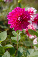 Obraz premium Dahlias in Bloom