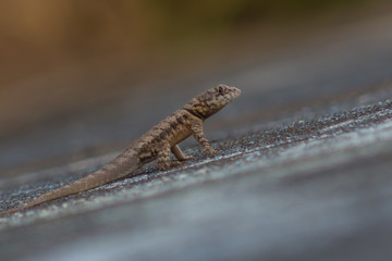 little lizard on a wall