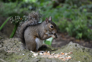 Naklejka na ściany i meble Beautiful gray squirrel eating nuts in golden gate park
