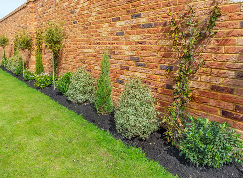 newly planted garden or back yard of hardy trees, shrubs and creepers along a bedding in front of an impressive red brick surrounding wall
