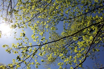 Green leaves with blue sky in the background