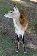 Fototapeta premium Antelope in the zoo. An African animal locked in a cage.