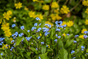forgetmenots tiny blue flowers