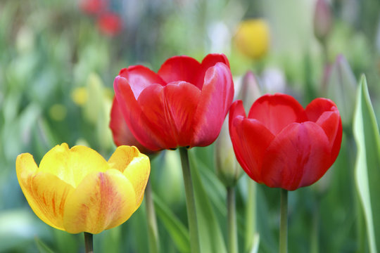 Tulips yellow and red on flower-bed in April. Springtime garden. Landscape design