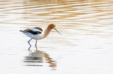 American Avocet