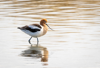 American Avocet
