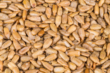 Texture of salted sunflower seeds. Helianthus. Top view of pile from golden roasted grains sprinkled by crystals of kitchen salt. Culinary background.
