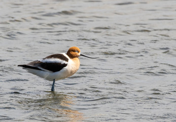 American Avocet