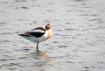 American Avocet