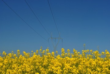 Rzepak i energetyka © bnorbert3