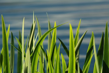 Grass beside the lake