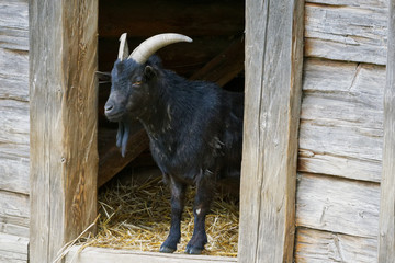 Portrait of black goat in a village