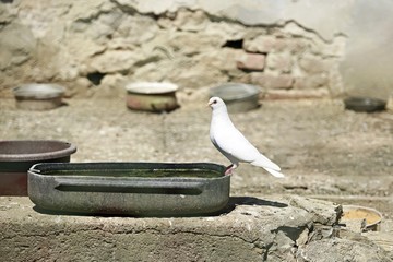 Elegant white domestic dove, pigeon, with pink beak sitting on the edge of basin with water on a...