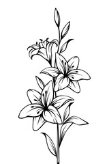 Vector black and white contour drawing of lily flowers.