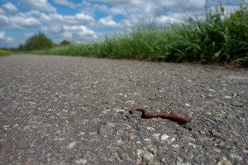 Regenwurm auf Asphalt