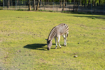 Fototapeta na wymiar Zebra in the zoo. An African animal locked in a cage.