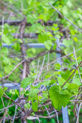 first leaves of grapes