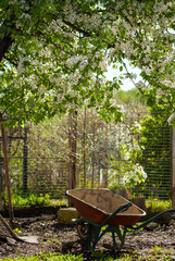 Garden wheelbarrow on the yard under the blooming pear tree