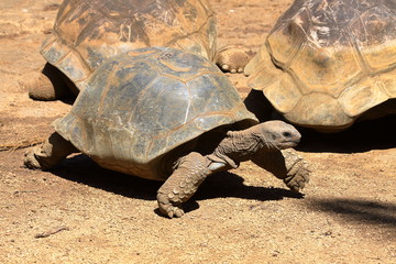 Aldabra-Riesenschildkröte