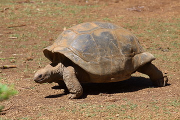 Aldabra-Riesenschildkröte
