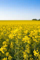 Infinite field of rapeseed, Nezamyslice, Moravia, Czech Rebublic