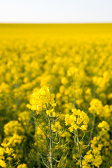 Infinite field of rapeseed, Nezamyslice, Moravia, Czech Rebublic
