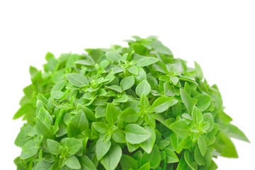 Plakat A photo of fresh basil leaves isolated on white. Place for text, copyspace.