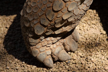 Aldabra-Riesenschildkröte