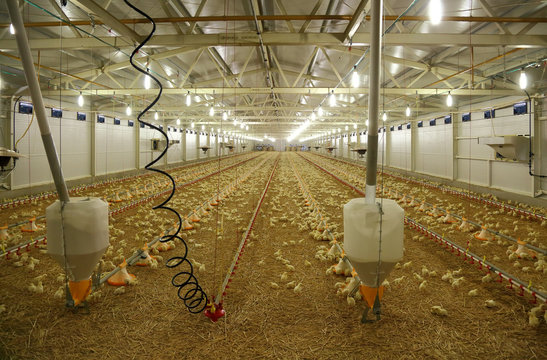 Indoors chicken farm, chicken feeding
