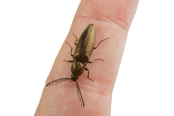 Obraz premium Click beetle (Ctenicera pectinicornis) on a white background