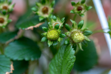 Grüne Erdbeeren